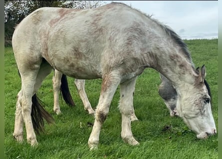 Criollo, Jument, 4 Ans, 148 cm, Overo-toutes couleurs