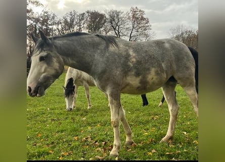 Criollo, Klacz, 3 lat, 148 cm, Overo wszelkich maści