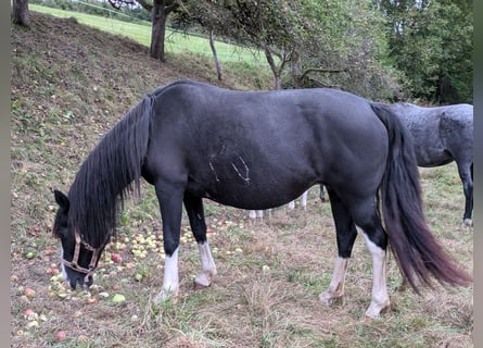 Criollo, Stute, 15 Jahre, 14,1 hh, Rappe