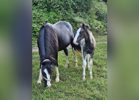 Criollo, Mare, 15 years, 14,1 hh, Black