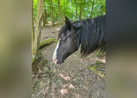 Criollo, Mare, 16 years, 14 hh, Black