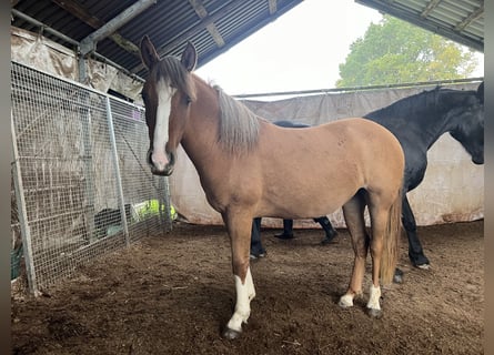 Criollo, Mare, 1 year, 13,3 hh, Red Dun