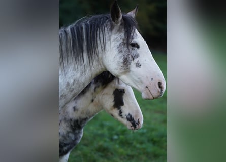 Criollo, Stute, 1 Jahr, 14,2 hh, Overo-alle-Farben