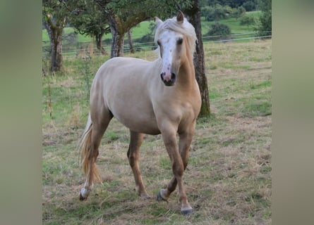 Criollo, Stute, 2 Jahre, 13,3 hh, Palomino