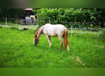 Criollo, Mare, 6 years, 14,1 hh, Overo-all-colors