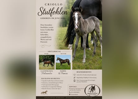 Criollo, Mare, Foal (06/2026), 14.2 hh, Black
