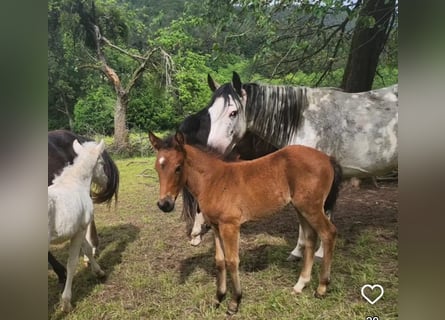 Criollo, Mare, Foal (04/2024), 14,2 hh