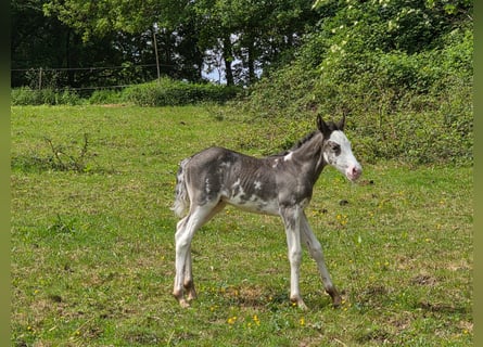 Criollo, Mare, , 14,2 hh, Overo-all-colors