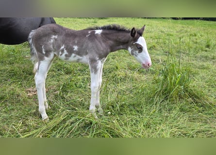 Criollo, Mare, Foal (05/2025), 14,2 hh, Overo-all-colors