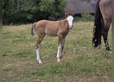 Criollo, Mare, Foal (06/2026), Dun