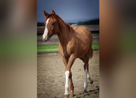 Criollo, Mare, Foal (05/2024), Red Dun