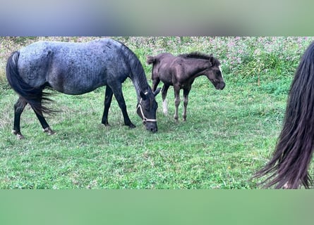 Criollo, Merrie, 14 Jaar, 147 cm, Roan-Blue