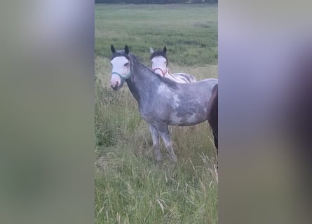 Criollo, Merrie, 3 Jaar, 148 cm, Overo-alle-kleuren