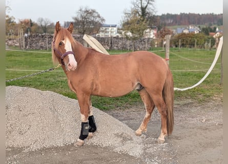 Criollo Mix, Ruin, 3 Jaar, 144 cm, Red Dun