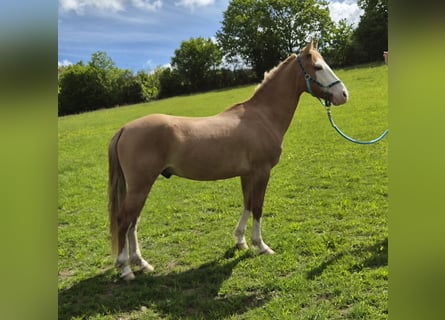 Criollo, Ruin, 3 Jaar, 145 cm, Vos