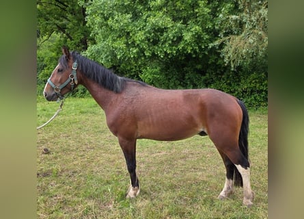Criollo, Ruin, 3 Jaar, 148 cm, Bruin
