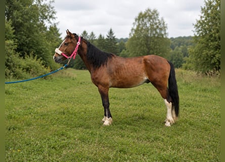 Criollo, Ruin, 4 Jaar, Bruin