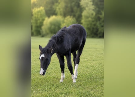 Criollo, Semental, 1 año, Negro