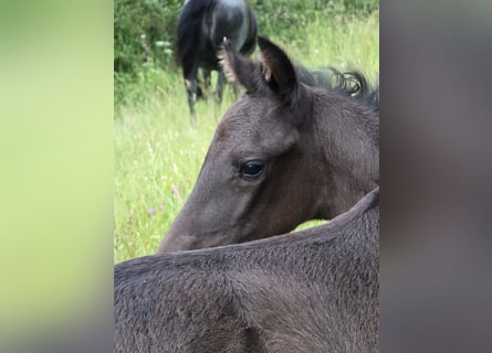 Criollo, Stallion, 1 year, 14.2 hh, Black