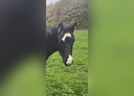 Criollo, Stallion, 1 year, 14.2 hh, Black