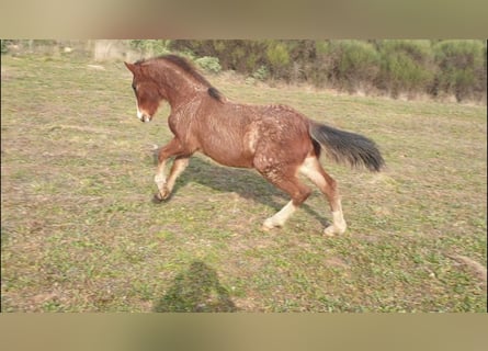 Criollo, Stallion, 1 year, 14,1 hh, Roan-Bay