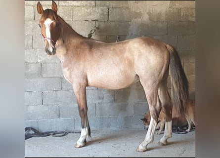 Criollo, Stallion, 1 year, 14,1 hh, Roan-Bay