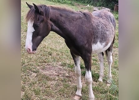 Criollo, Stallion, 1 year, 15,1 hh, Overo-all-colors