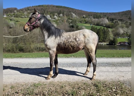 Criollo, Stallion, 2 years, 14.2 hh, Roan-Bay