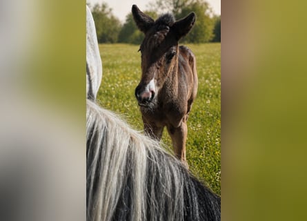 Criollo, Stallion, Foal (04/2026), 14.2 hh, Bay-Dark