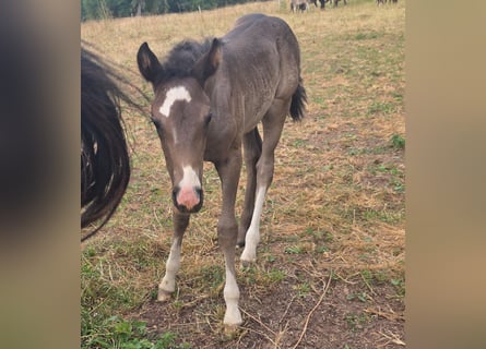 Criollo, Stallion, Foal (06/2025), 14.2 hh, Black