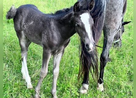 Criollo, Stallion, , 14,2 hh, Chestnut