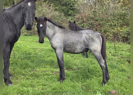Criollo, Stallion, Foal (06/2026), 14.2 hh, Roan-Blue