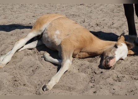 Criollo, Stallion, Foal (04/2024), 14.2 hh, Tobiano-all-colors