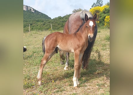Criollo, Stallion, , 14,1 hh, Roan-Bay