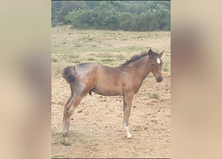 Criollo, Stallion, Foal (05/2025), 14,1 hh, Roan-Bay