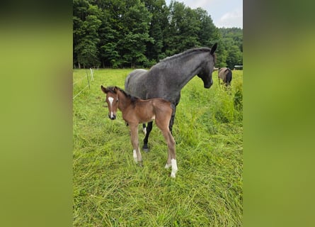 Criollo, Stallion, , 15,1 hh, Roan-Bay