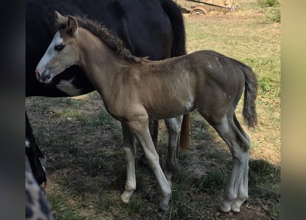 Criollo, Stallion, Foal (06/2026), Overo-all-colors