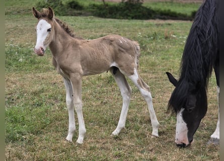 Criollo, Stallion, Foal (06/2026), Overo-all-colors