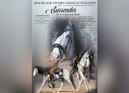 Criollo, Stallion, 8 years, 15 hh, Overo-all-colors