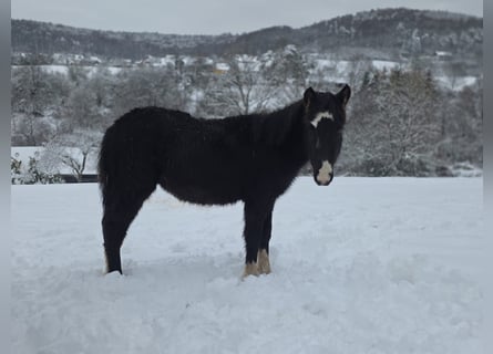 Criollo, Stallone, 1 Anno, 148 cm, Morello