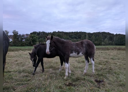 Criollo, Stallone, 1 Anno, 148 cm, Overo-tutti i colori