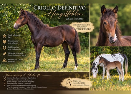 Criollo, Stallone, Puledri (04/2026), 150 cm, Baio scuro