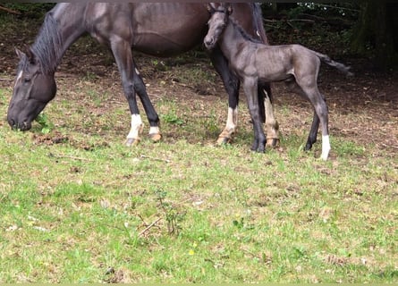 Criollo, Stallone, Puledri (06/2025), 150 cm, Morello