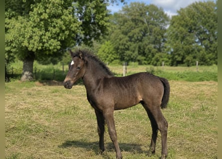Criollo, Stallone, Puledri (06/2026), 150 cm, Roano blu