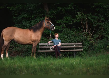 Criollo, Sto, 8 år, 146 cm, Braunfalbschimmel