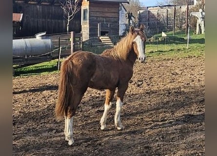Criollo, Stute, 1 Jahr, 147 cm, Falbe