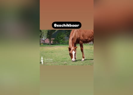 Criollo, Stute, 1 Jahr, Dunkelfuchs