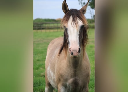 Criollo, Stute, 2 Jahre, Grullo