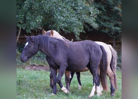 Criollo, Stute, 6 Jahre, Rappe