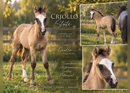 Criollo, Stute, Fohlen (07/2026), 148 cm, Grullo
